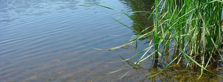 Lago Lorene tratado com Phoslock